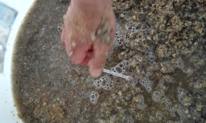 從田間到杯中，用蒸汽釀酒設備釀造美味葛根酒！ 6