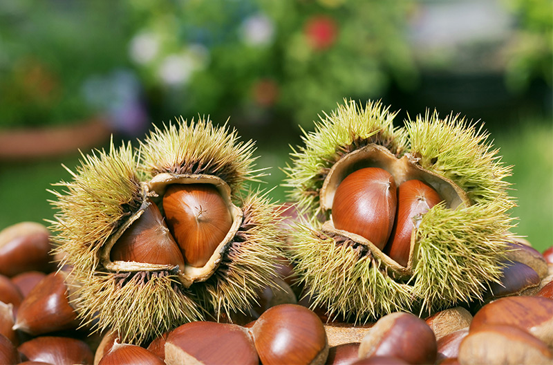 我想釀板栗酒，用哪一款酒曲比較好？ 1