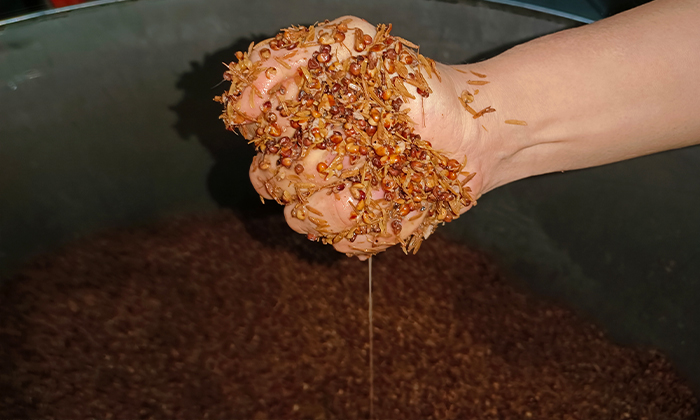 白酒苦味調(diào)控與風(fēng)味平衡，來自老師傅的釀酒經(jīng)驗分享 6