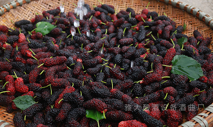 桑葚&ldquo;次果&rdquo;變黃金！低成本釀熱銷果酒，增收秘訣看這里！ 3