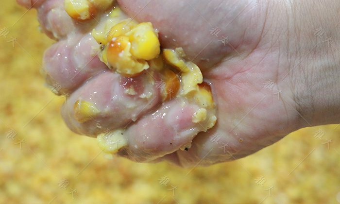 為何一款好的酒曲離不開這株&ldquo;辣&rdquo;草？ 3