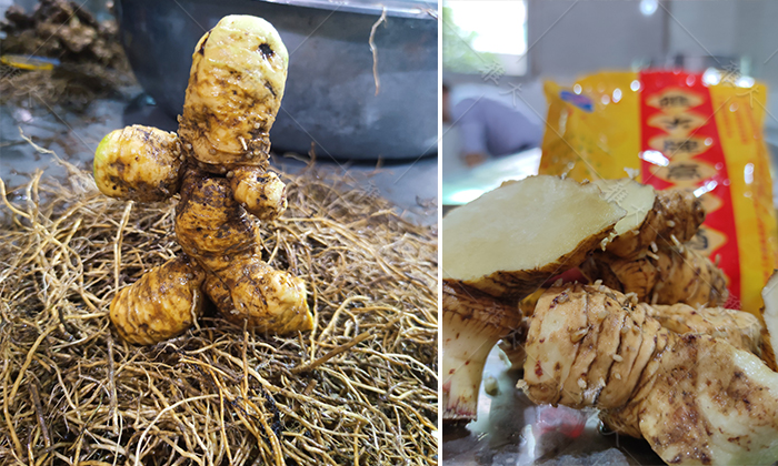 &ldquo;黃金&rdquo;出深山&mdash;&mdash;安化黃精酒產(chǎn)業(yè)發(fā)展鋪就鄉(xiāng)村振興之路 5