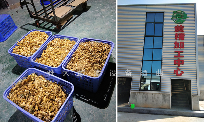 &ldquo;黃金&rdquo;出深山&mdash;&mdash;安化黃精酒產(chǎn)業(yè)發(fā)展鋪就鄉(xiāng)村振興之路 6